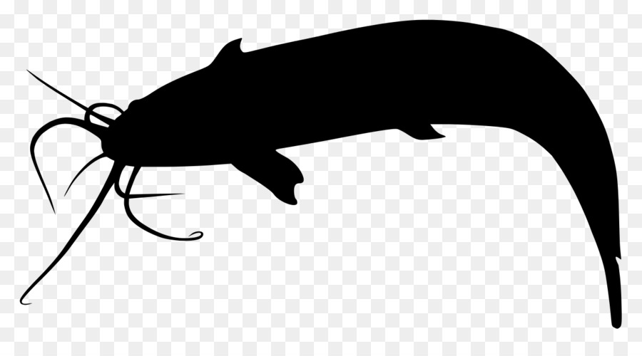 900x500 Walking Catfish Silhouette Ictalurus Australis