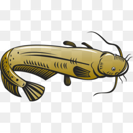 260x260 Free Download Clip Art Catfish Vector Graphics Illustration Image