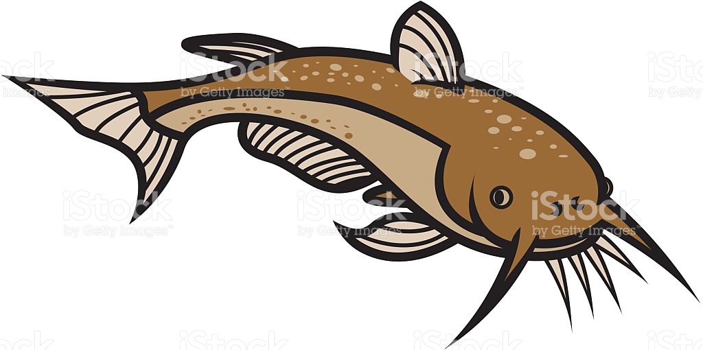 1024x510 Collection Of Catfish Clipart High Quality, Free Cliparts