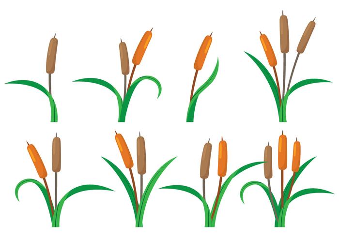 700x490 Cattails Vector