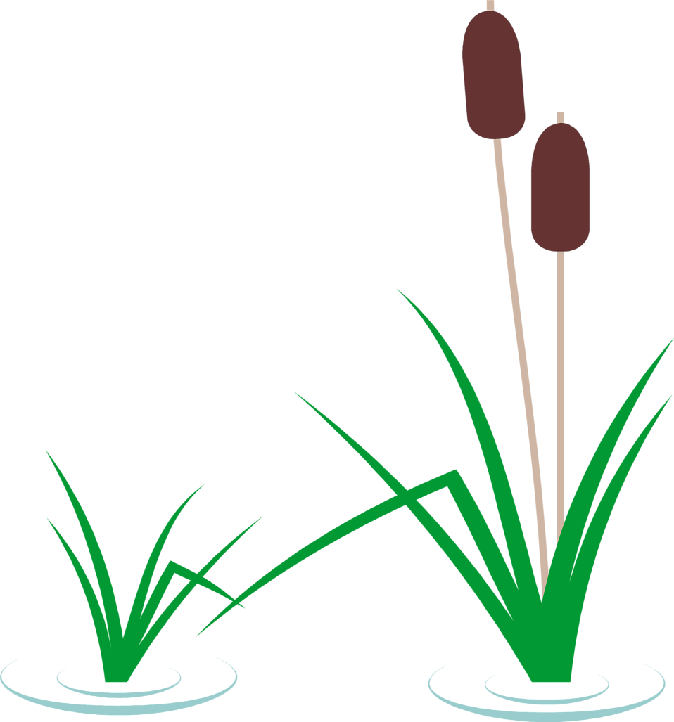 958x1027 Cattails Vector 347 Free Downloads Clipart
