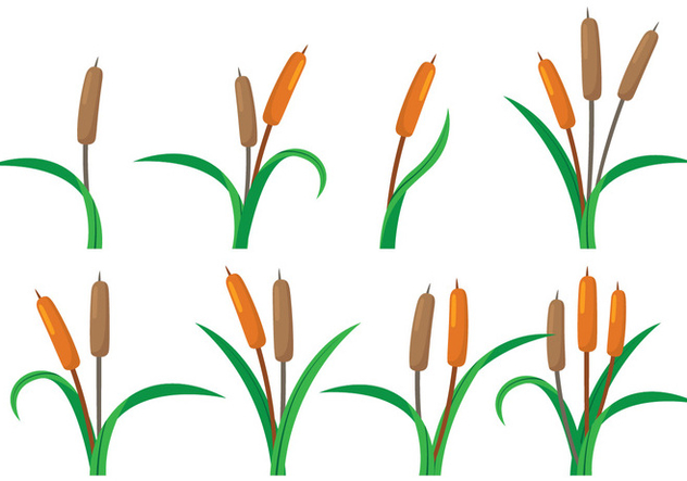 632x443 Cattails Vector Free Vector Download 387235 Cannypic