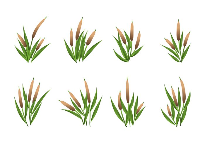 700x490 Cattails Vector Set