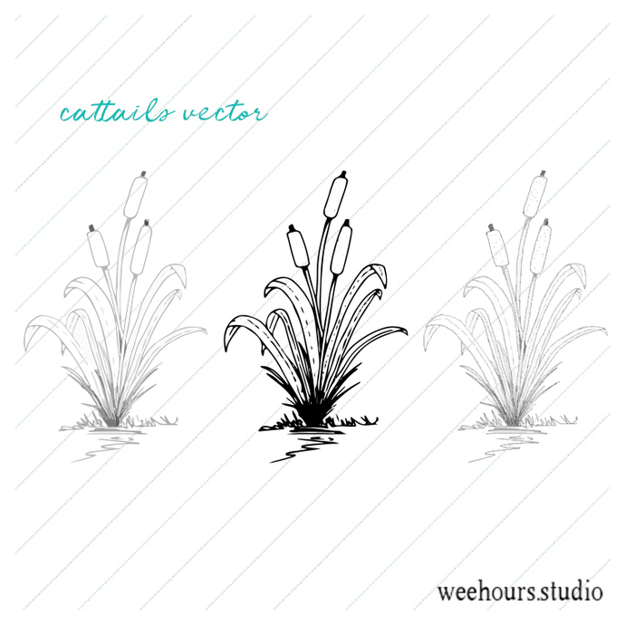 690x690 Cattails Vector