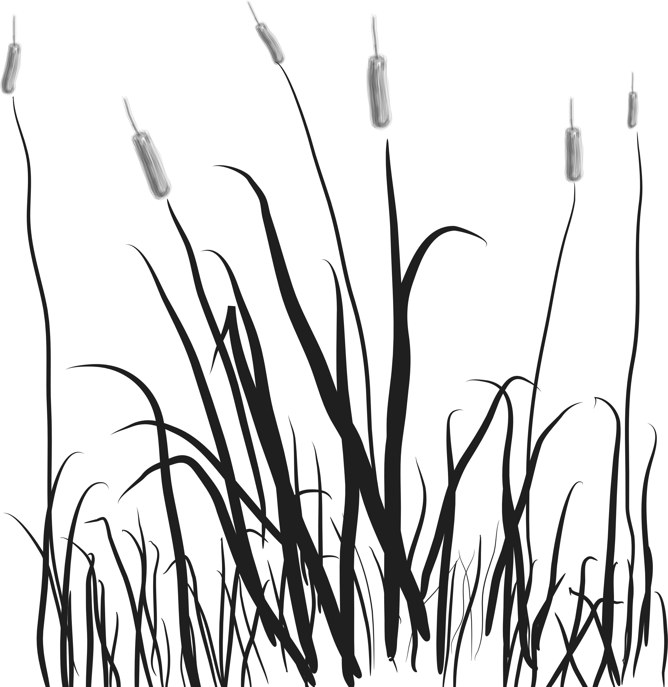 2250x2312 Cat Tails In The Marsh Vector File Image