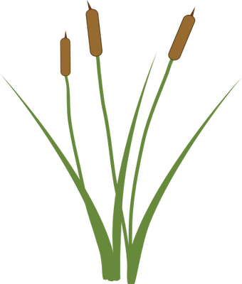 340x400 Collection Of Free Transparent Plant Cattail. Download On Ubisafe