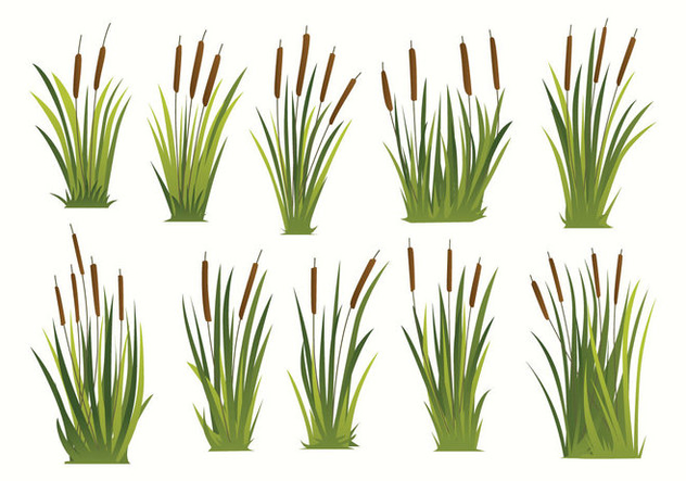 632x443 Free Cattails Vector Free Vector Download 397239 Cannypic