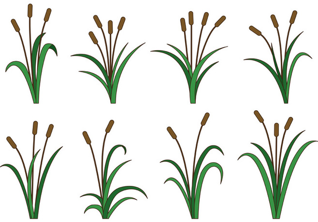 632x443 Set Of Cattails Vector Free Vector Download 403201 Cannypic