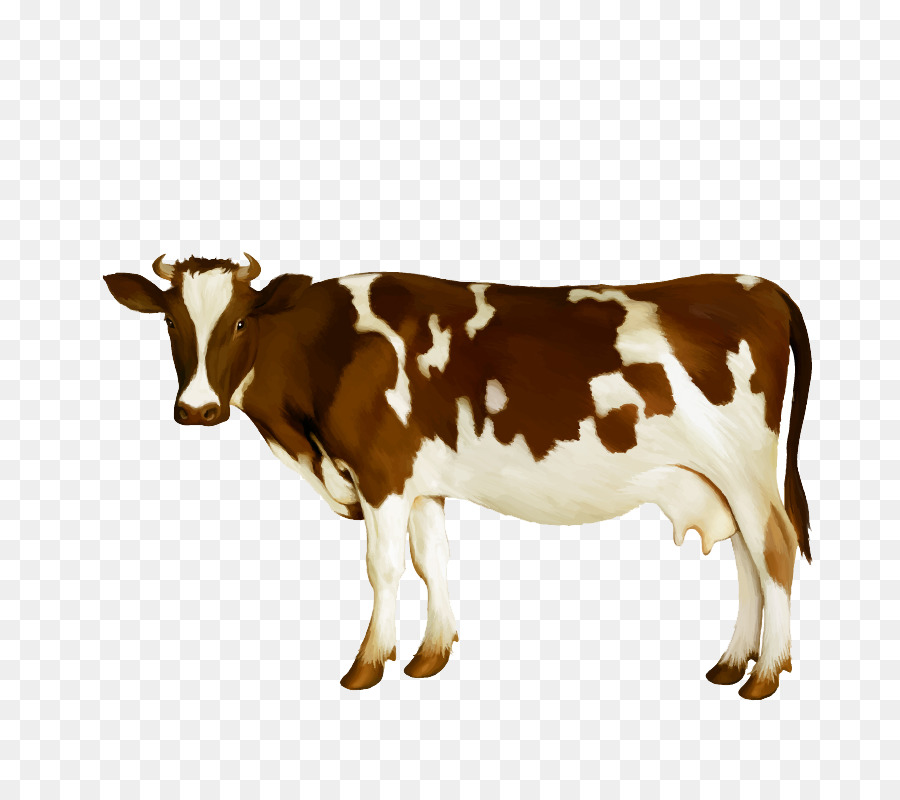 900x800 Dairy Cattle Milk Calf