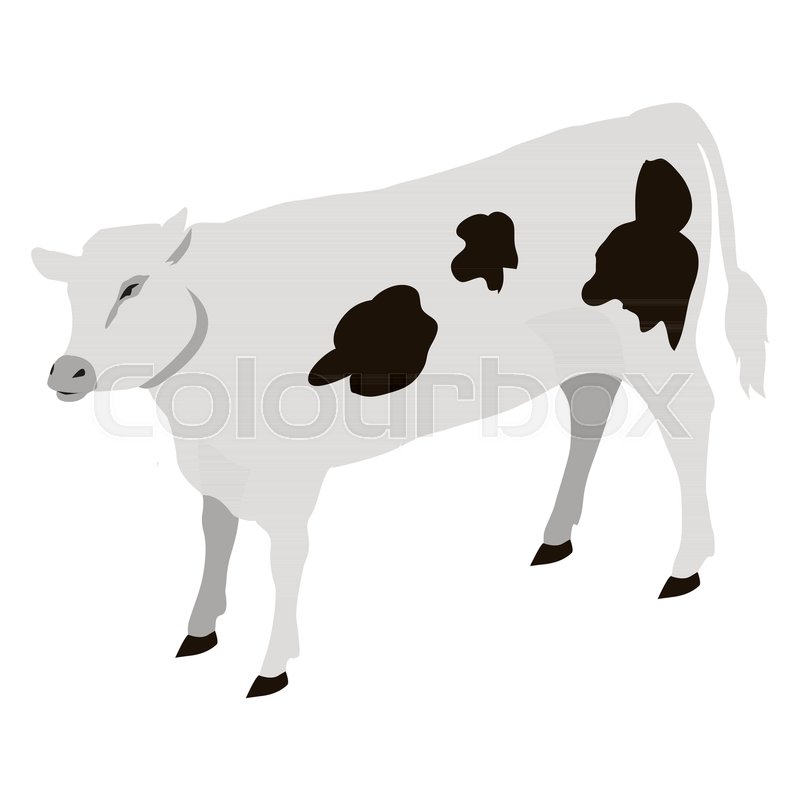800x800 Calf Young Of Domestic Cattle Vector Illustration. Calves Are