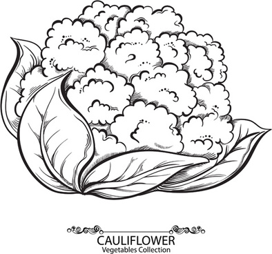 394x368 Cauliflower Vector Free Download Free Vector Download (17 Free