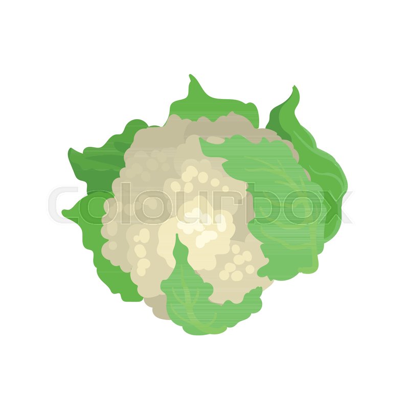 800x800 Cauliflower With Bright Green Leaves. Natural And Healthy