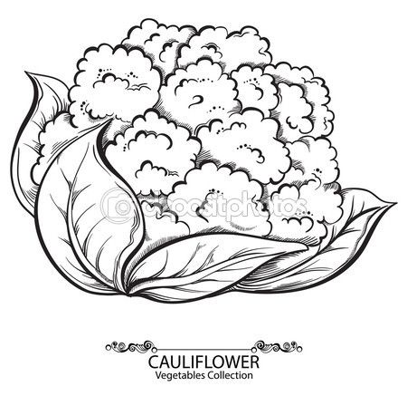 450x437 Cauliflower. Vector Hand Drawn Vegetables Isolated On White