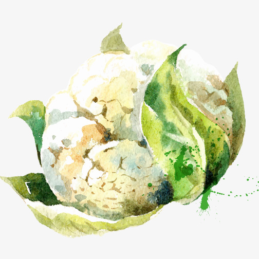504x504 Drawing Small Fresh Green Vegetables Cauliflower, Green Vector