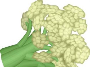 310x233 Realistic Cauliflower Vector Free Vectors Ui Download