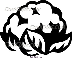 300x242 Cauliflower Vector Clip Art