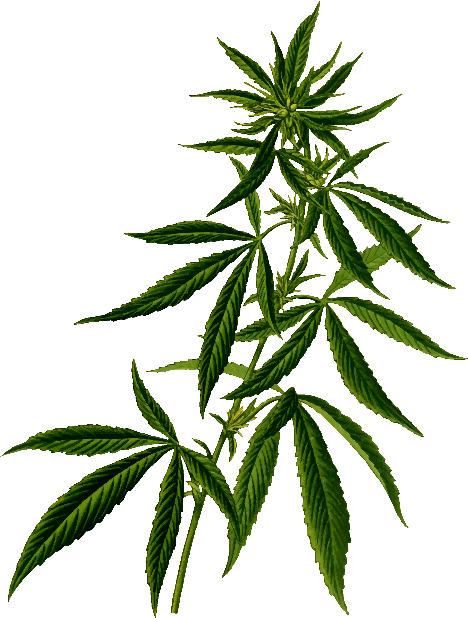 1816x2400 Cannabis Vector Clipart Image
