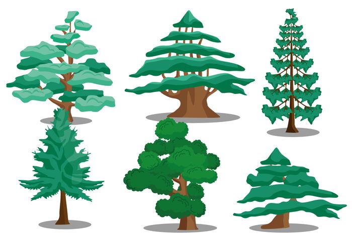 700x490 Cedar Tree Vectors