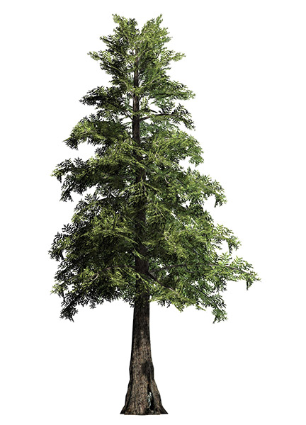 Cedar Tree Vector at GetDrawings | Free download