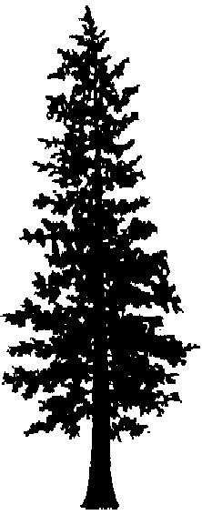 222x566 Pine Tree Clipart Cedar Tree