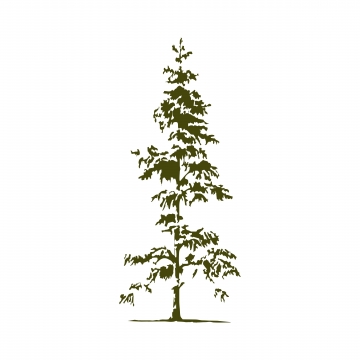 360x360 Cedar Tree Png, Vectors, Psd, And Clipart For Free Download Pngtree