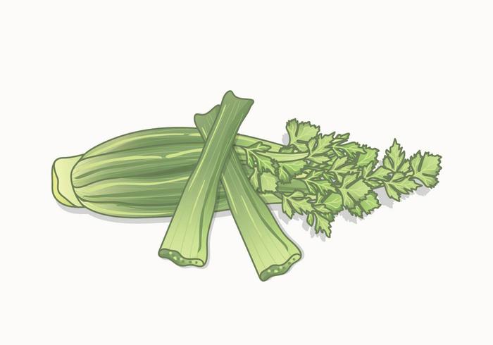 700x490 Celery Vector