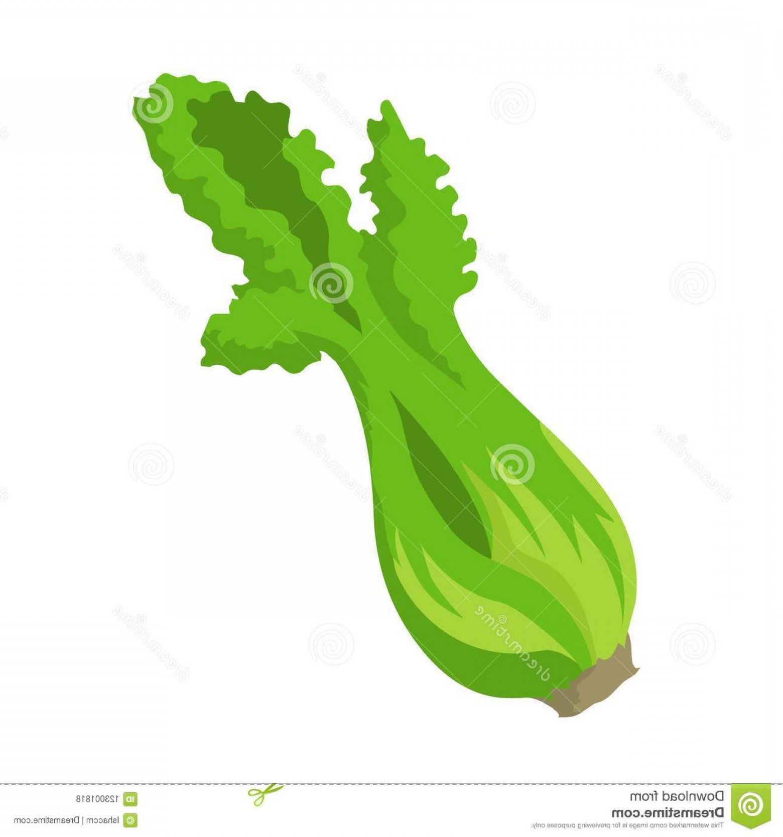 1560x1668 Celery Vector Fresh Illustration Isolated White Background Image