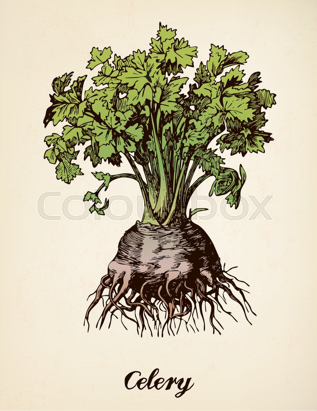 617x800 Celery Vector Illustration After Vintage Etching From Brockhaus