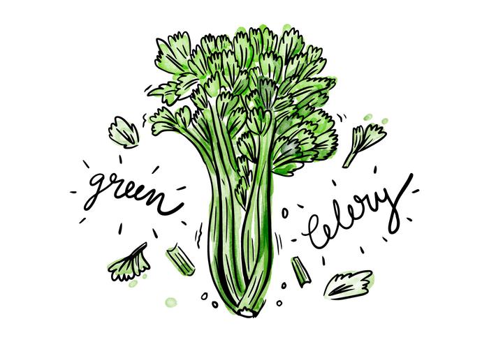 700x490 Free Celery Watercolor Vector