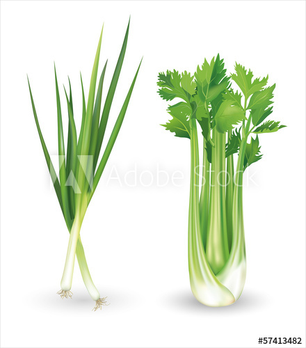 440x500 Green Onion And Celery. Vector Illustration.
