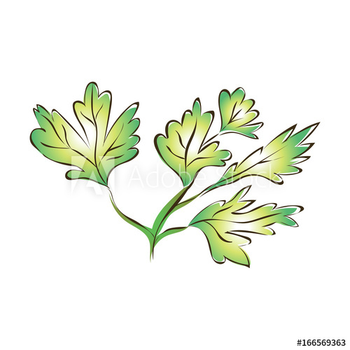 500x500 Green Parsley Leaves Or Celery. Vector Illustration, Isolated On