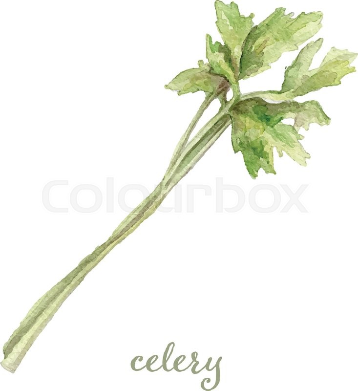 733x800 Watercolor Celery Hand Painted Vector Illustration Stock Vector