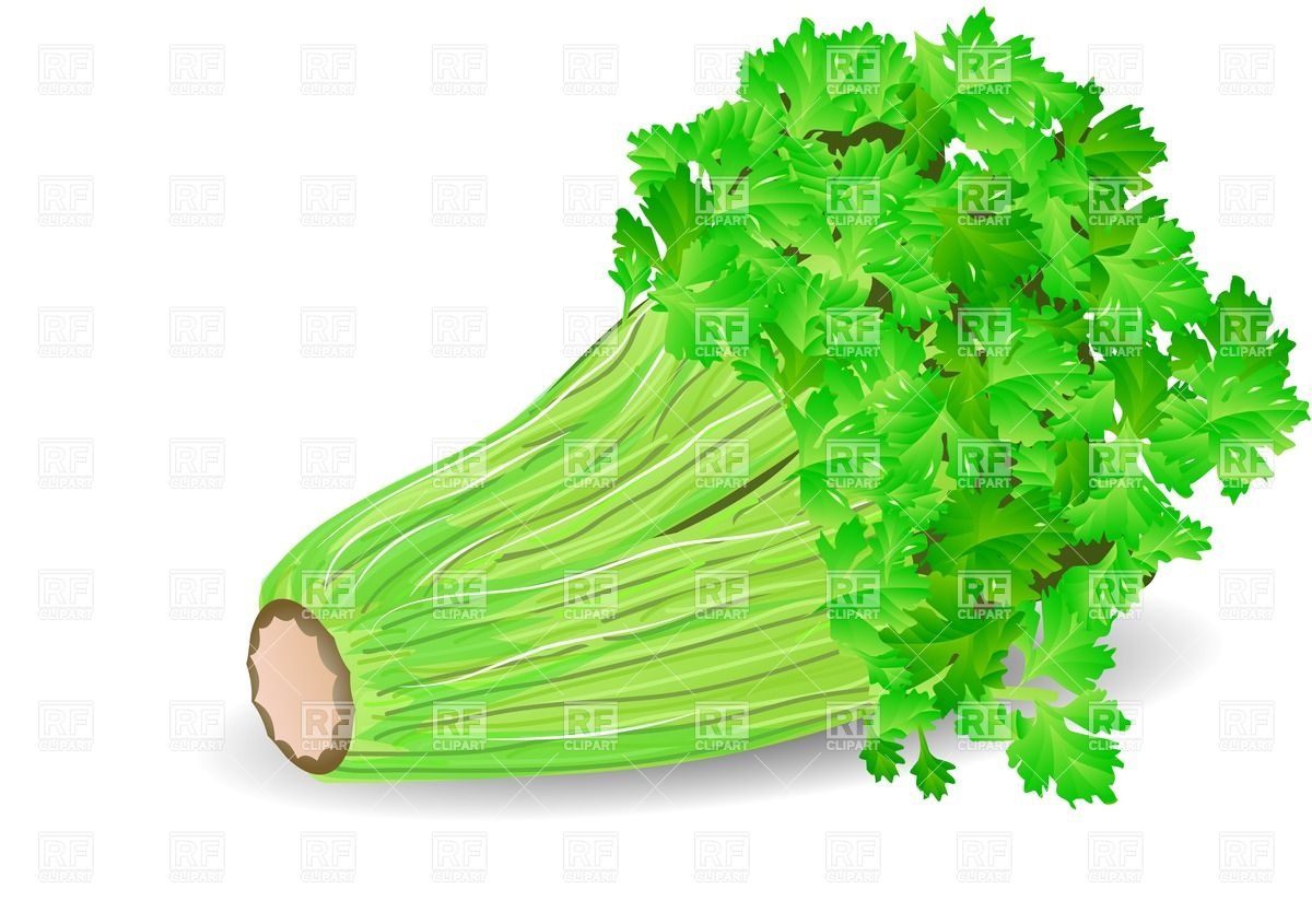 1200x845 Bunch Of Fresh Celery Isolated On White Background Vector Image