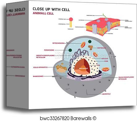 443x390 Canvas Print Of Animal Cell Cross Section Structure Of A