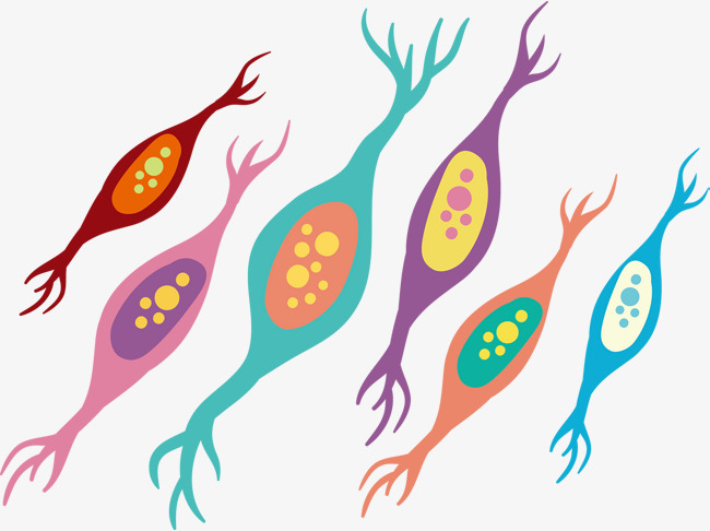 650x486 Cute Color Medical Cell Vector, Color Vector, Medical Vector