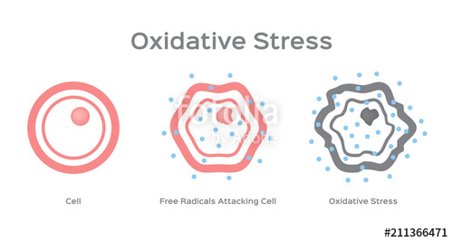 500x267 Oxidative Stress Cell Vector Free Radical Stock Image And