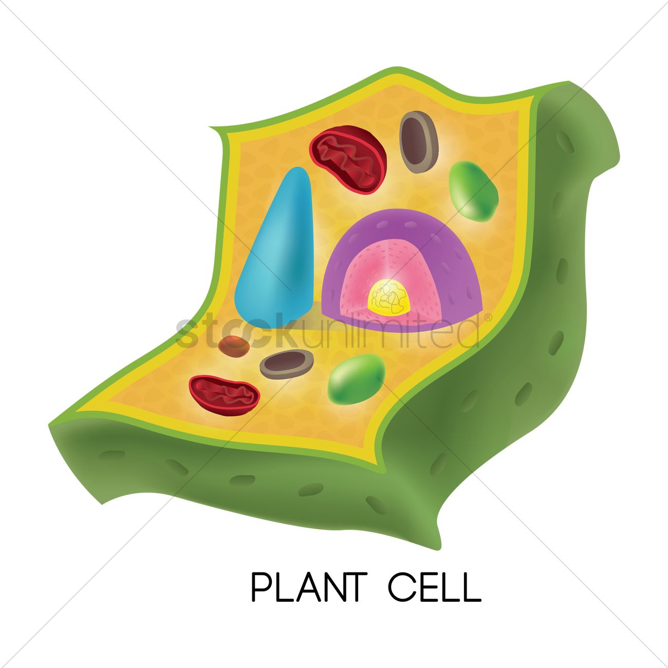1300x1300 Plant Cell Vector Image