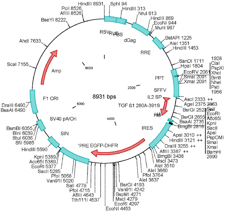 722x673 Tgfb 1 Vector Used For The Lentiviral Transduction Of Cho Cell