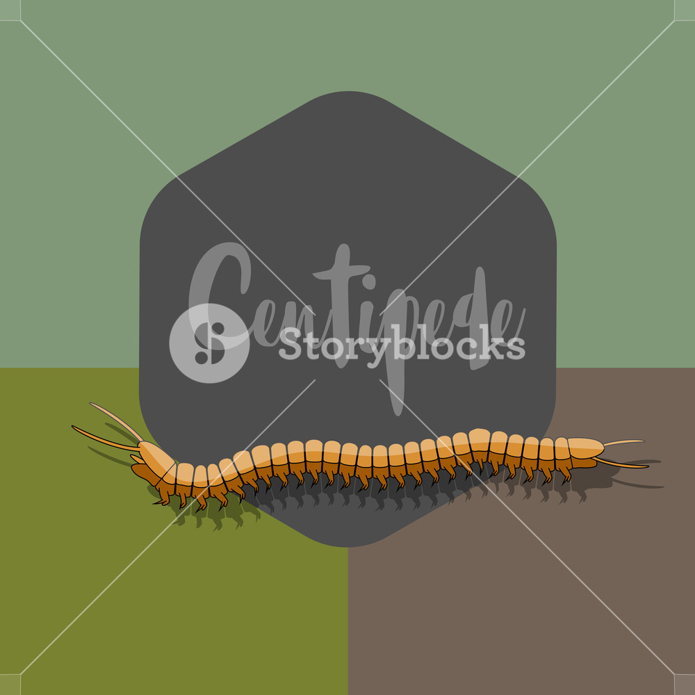 1000x1000 Centipede Vector Worm Illustration Royalty Free Stock Image