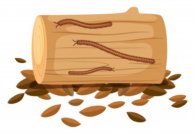 626x430 Centipede Vectors, Photos And Psd Files Free Download