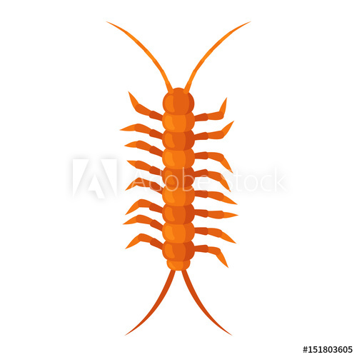 500x500 Centipede Insect Vector Illustration