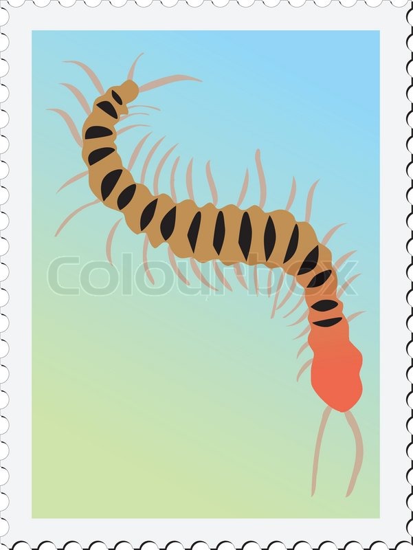 601x800 Centipede. Vector Stamp Stock Vector Colourbox