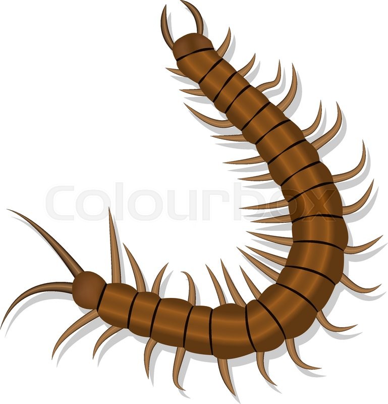769x800 Realistic Centipede With Shadow Isolated Stock Vector Colourbox