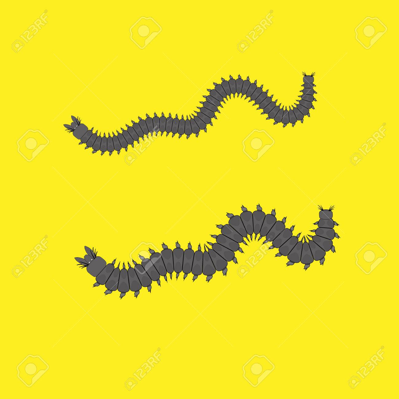 1300x1300 Worms Clipart Centipede ~ Frames ~ Illustrations ~ Hd Images