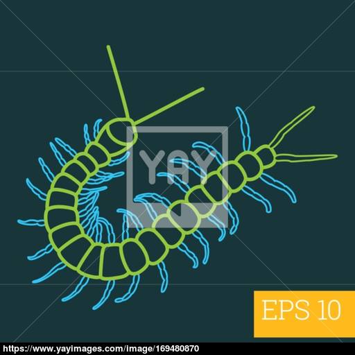 512x512 Centipede Insect Outline Vector Vector