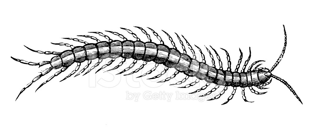 1024x426 Centipede Antique Animal Illustrations Stock Vector