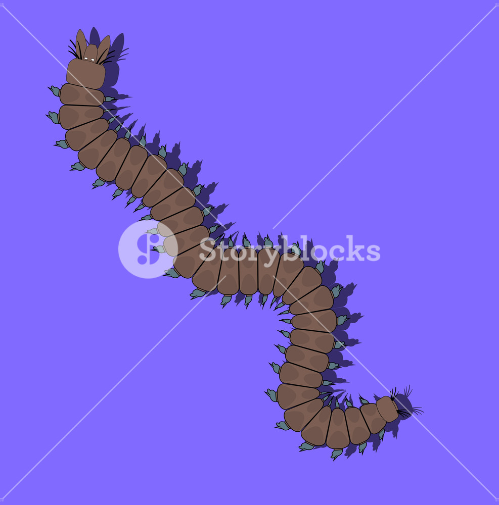 987x1000 Centipede Insect Crawling Vector Illustration Royalty Free Stock