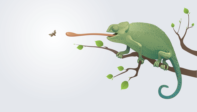 800x456 Chameleon Vector