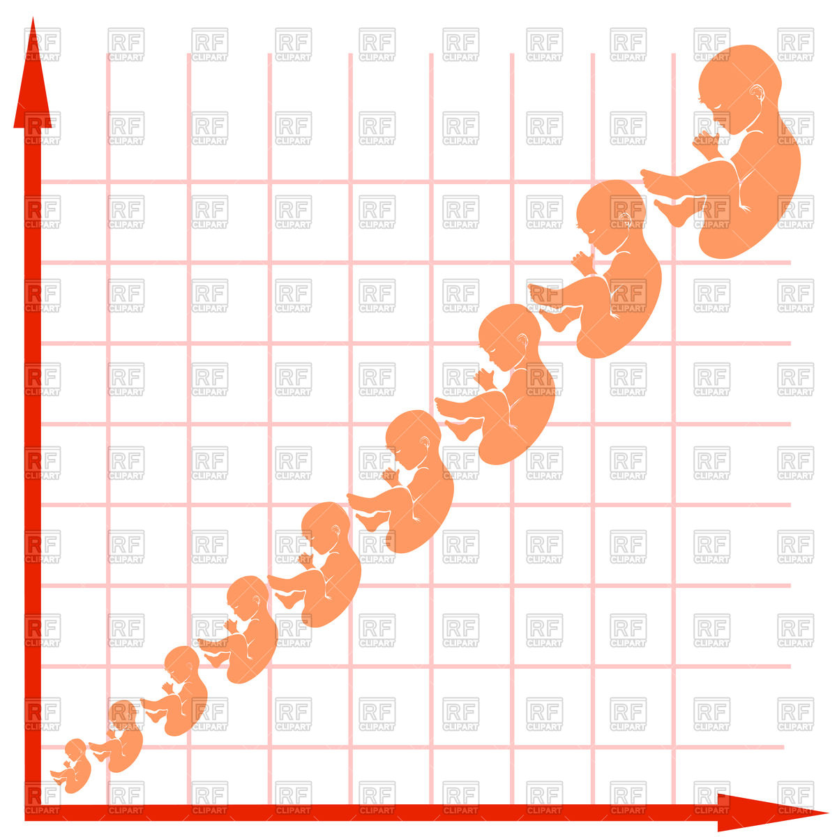 1200x1200 Human Fetus Growth Chart Vector Image Vector Artwork Of