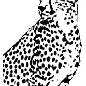 300x300 Cheetah Vector
